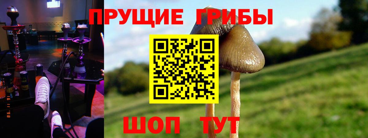 Галлюциногенные грибы Psilocybe Шатура